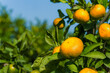 Mandarynki w sadzie. Sad mandarynkowy. Sezon na mandarynki. Dojrzewające mandarynki. Mandarynka na drzewie. Mandarynkowe zbiory. Pomarańczowe owoce.