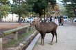 Sika Deer in Nara City standing near park railing 