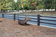 Sika Deer in Nara City sitting on ground by roadside railing