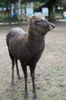 Close up of Sika Deer in Nara City 