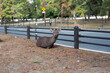 Funny Sika Deer with tongue out in Nara City sitting on ground by roadside railing