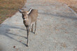 Young Sika Deer in Nara City 