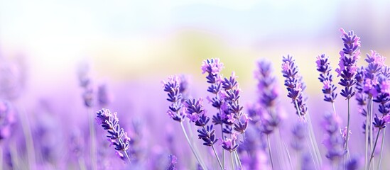  Lavender flower in gentle focus it s beautiful With copyspace for text