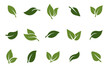 set of leaves green leaf nature art illustration vector sticker icon symbol graphic design environment plant 