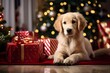 Cute golden Retriever puppy dog with christmas presents