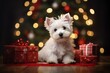 West Highland White Terrier dog between christmas presents