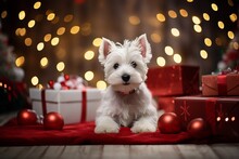 West Highland White Terrier Dog Between Christmas Presents