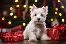 West Highland White Terrier Dog Between Christmas Presents