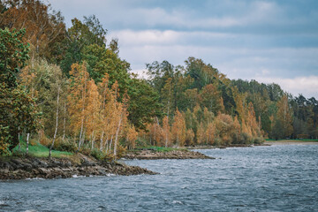 Wall Mural - autumn in the forest