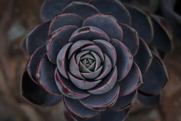 Wall Mural - Pink and purple botanical succulent