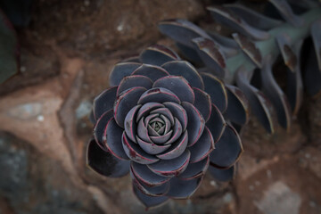 Wall Mural - Pink and purple botanical succulent
