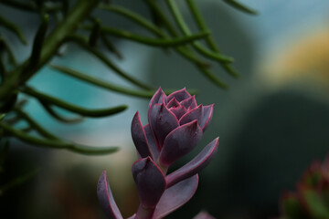Wall Mural - Pink and purple botanical succulent