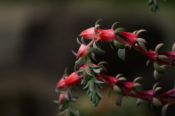 Wall Mural - Little pink flowers in autumn