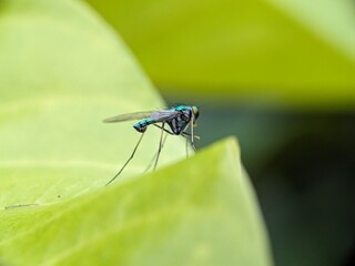 fly macro photography