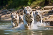 White tigers in water