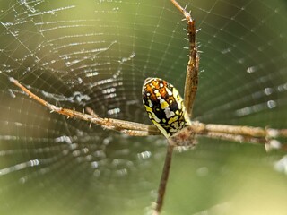 Spider Macro Photography
