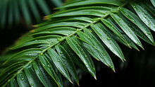Close Up Of Lush Green Palm Tree Leaf UHD Wallpaper Stock Photographic Image