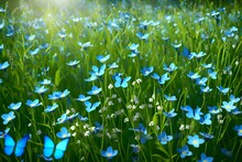 Beautiful Summer Or Spring Meadow With Blue Flowers Of Forget-me-nots And Two Flying Butterflies. Wild Nature Landscape
