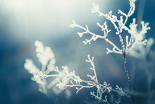 Frost-covered Plants In Winter Forest. Abstract Winter Nature Background