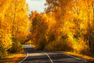 Wall Mural - Road with yellow autumn trees in the mountains at sunset.