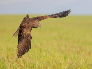 Canvas Print - Black Kite flying on bright background