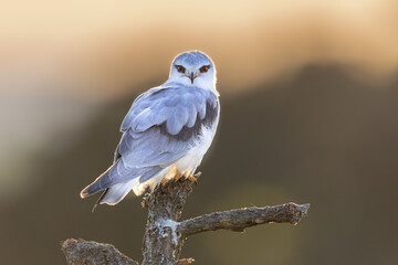 Sticker - Black Winged Kite on Bright Background