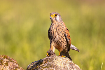 Wall Mural - Common Kestrel Perched Eating Mouse