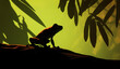 Silhouette of a tree frog in amazon forest