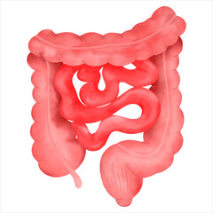 Wall Mural - The small Intestine and  Large Intestine in human body.