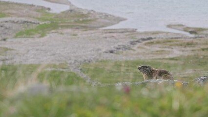 Wall Mural - Alpine marmot with lake on background (Marmota marmota)