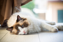 Beautiful Young White Purebred Ragdoll Cat With Blue Eyes.