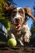 a english cocker dog playing at the park with a tennis ball