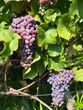 ripe grapes in a vineyard ready to be harvested
