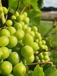 green grapes growing in a vineyard