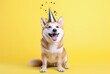 Funny party dog in a hat on a monochrome background celebrates his birthday