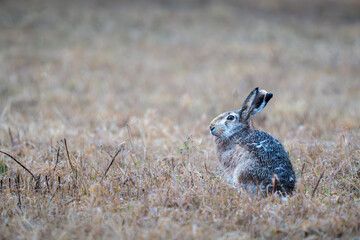 Brown hare rabbit sitting in grass