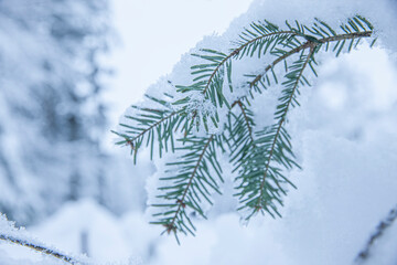 Poster - Schneebedeckte Tannenzweige im Winter bei Schneefall im Wald