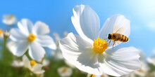 Photo Of A Beautiful White Flower And A Bee On It Under Bright Sunlight. Generative AI