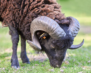 Wall Mural - Close up of a ouessant sheep ram