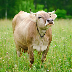 The cow have a natural instinct to graze and roam, which is why the farm provides ample space for them to move around freely.