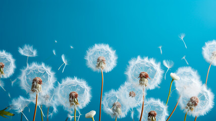 Canvas Print - dandelion in blue sky.