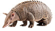 Armadillo, armored creature isolated on the transparent background PNG.