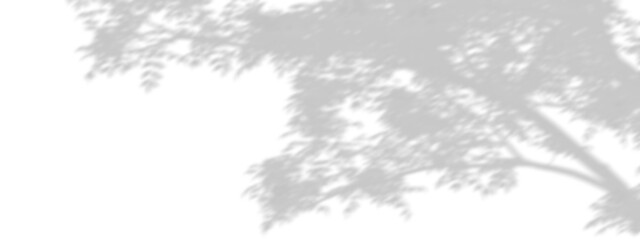 Wall Mural - isolated realistic shadow tree branches transparent backgrounds 3d rendering png