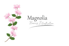 Magnolia Flower Illustration. Flat Design.