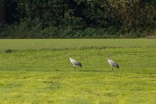 Two Common Cranes On A Meadow In Lower Saxony