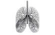 Human Realistic Depiction of Lungs on a Clear Surface or PNG Transparent Background.