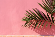Palm Tree Leaves On Pink Wall Background 