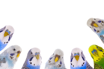 Sticker - Australian budgerigar isolated on a white background