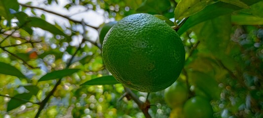 The fruit on the green tree