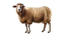  Sheep Isolated On Transparent Background